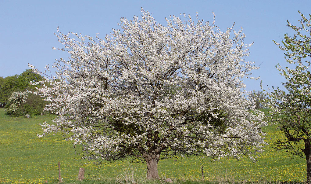 Einzeln stehender Kirschbaum in Blüte (c) Carola Hotze